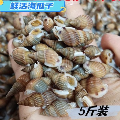 海瓜子鲜活海螺丝新鲜小海锥
