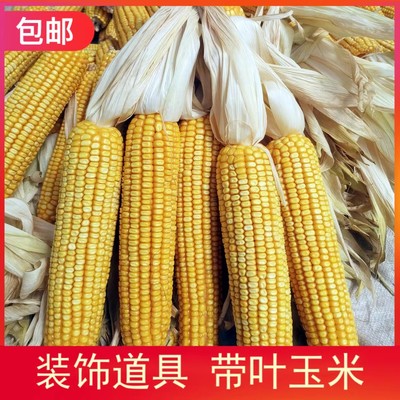 农家晾干带叶干玉米棒子教学道具