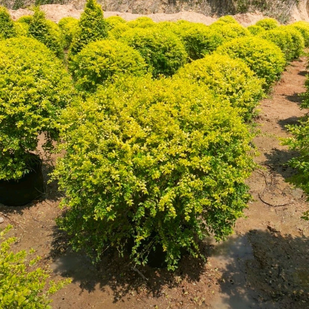 亮晶女贞川滇蜡树球型多头造型棒棒糖塔型心型四季常青花镜植物
