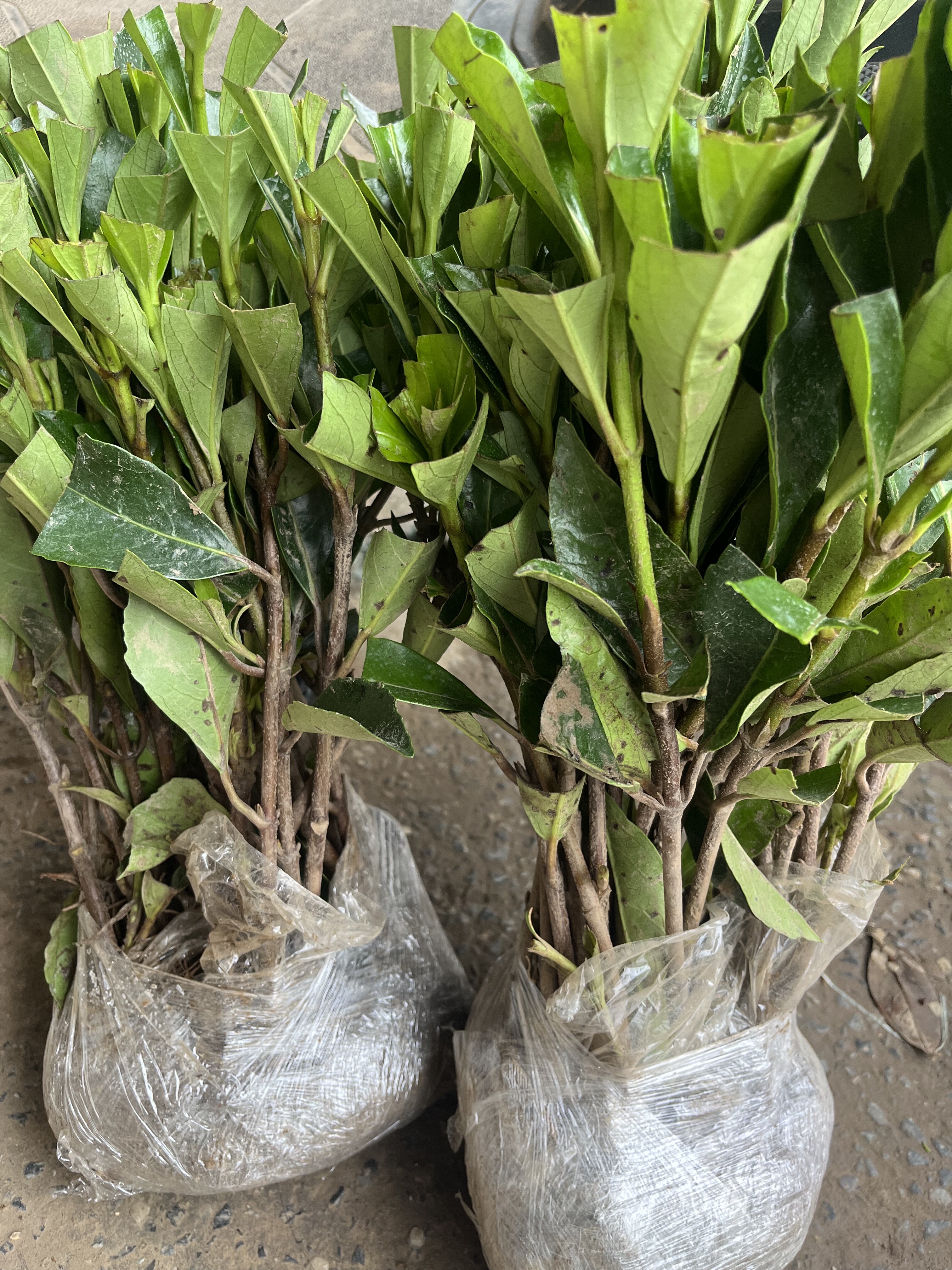 法国冬青树苗北海道苗常绿篱笆植物庭院别墅围墙正宗青珊瑚小苗