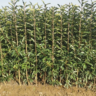 法国冬青珊瑚树苗北海道黄杨四季常青别墅花园绿篱庭院篱笆包邮