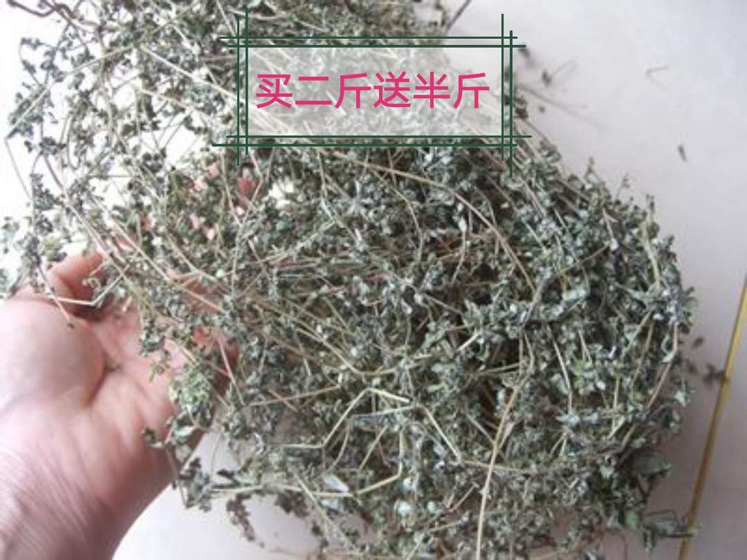 纯真野生新货 地锦草 500克包邮野生血见愁铺地锦地蓬草卧蛋草