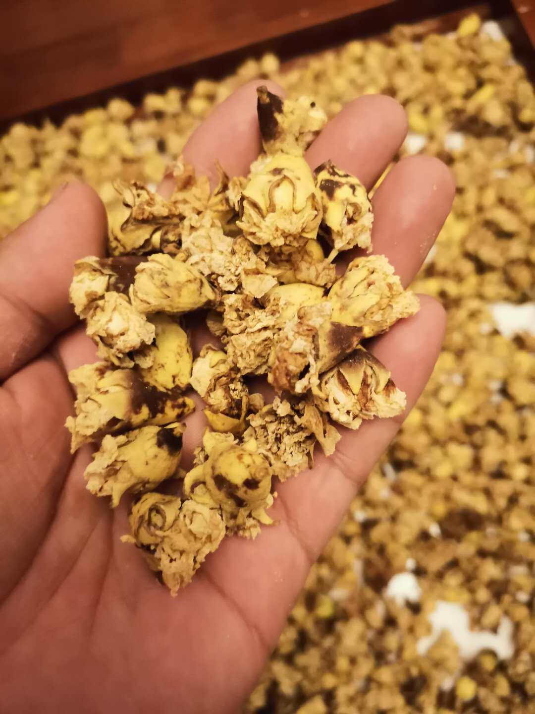 2023年新货 重瓣正品晒干 白石榴花 干花 25克 白石榴花茶 包邮