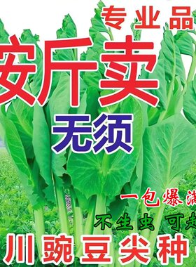(专吃豌豆尖)豌豆苗种子特大豆尖水培荷兰豆芽碗豆尖芽菜种子四季