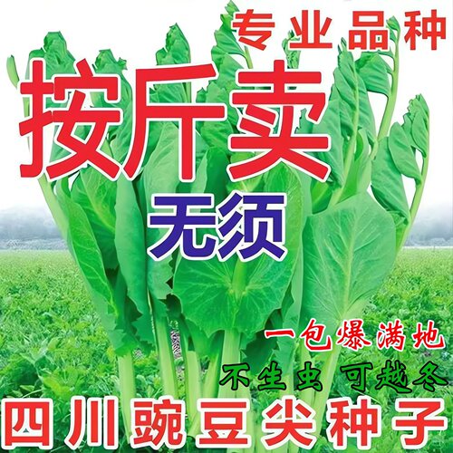 (专吃豌豆尖)豌豆苗种子特大豆尖水培荷兰豆芽碗豆尖芽菜种子四季