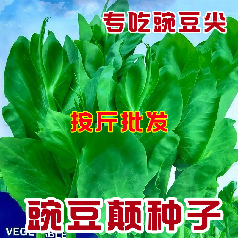 【按斤卖】无须豌豆苗种子豌豆尖种子水培荷兰豆芽菜种子农用物资