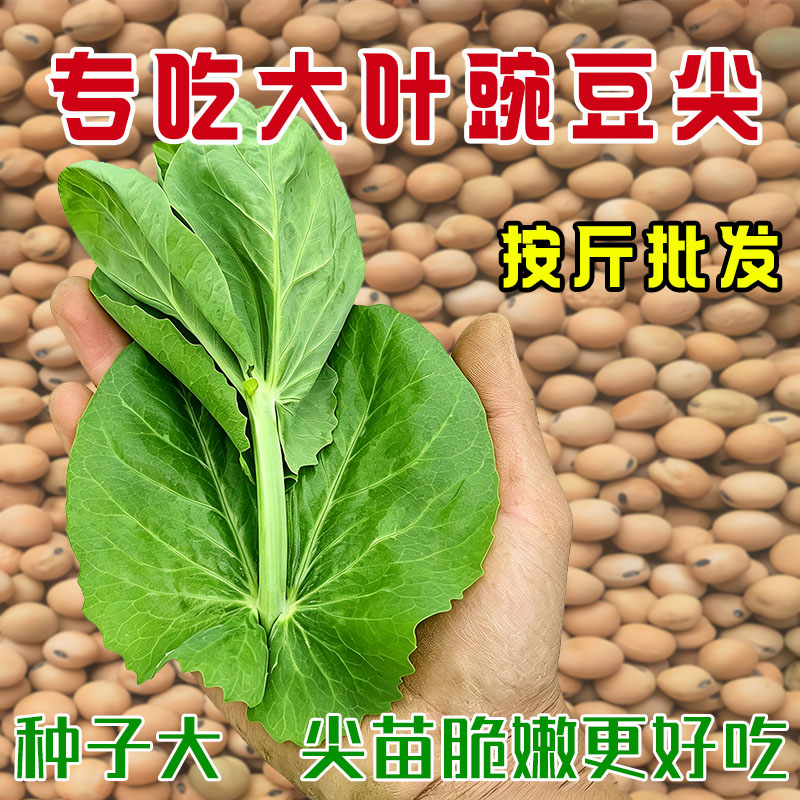 大叶豌豆尖种子四季种植无须豌豆苗按斤批发土培阳台盆栽蔬菜种籽