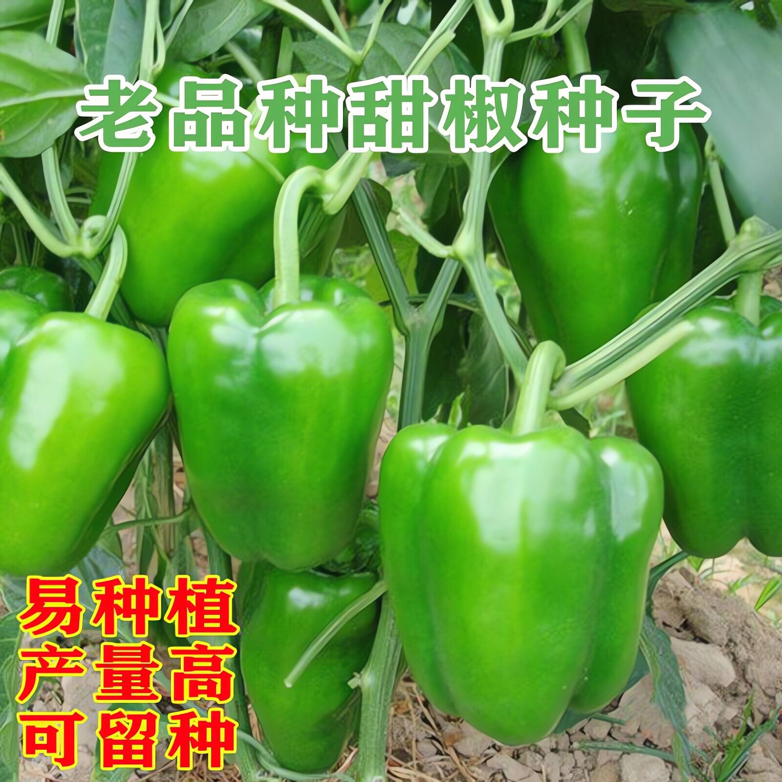 老品种甜椒种子四季高产图片