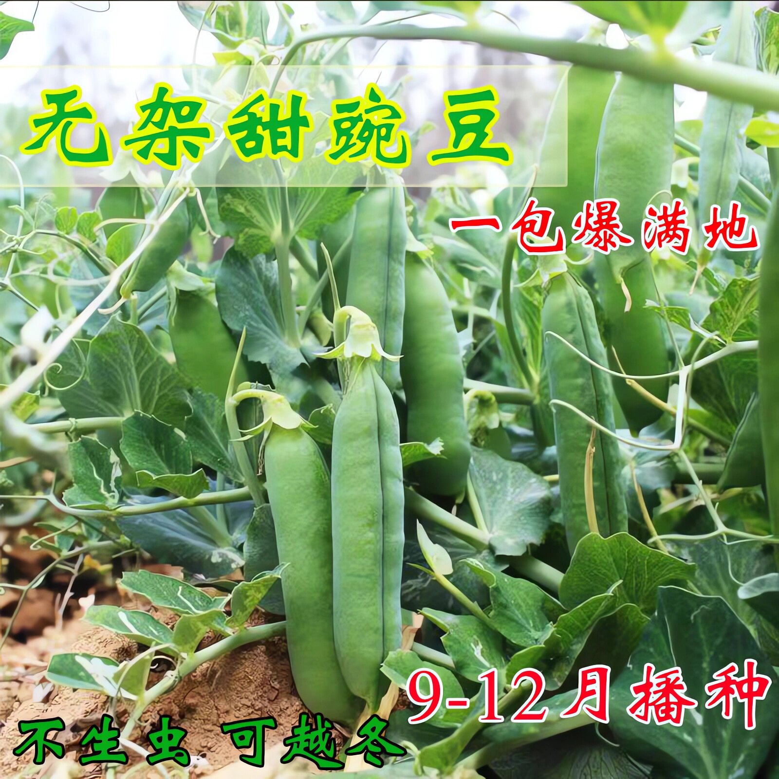 高产无架豌豆种子早熟甜豌豆