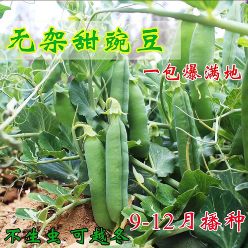 高产无架豌豆种子早熟甜豌豆