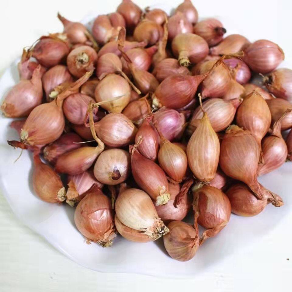 东北小毛葱栽子种子毛葱苗子毛葱新鲜