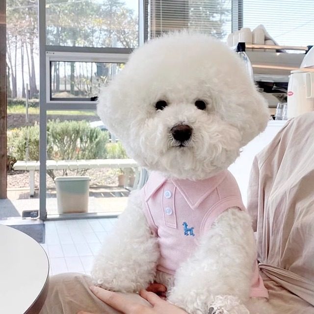 猫咪狗狗衣服夏季背心好看柔软棉