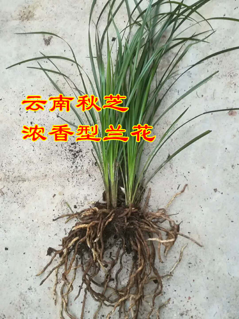 原生兰草套叶兰秋芝浓香型兰花盆栽绿植云南花卉春兰绿兰虎头兰