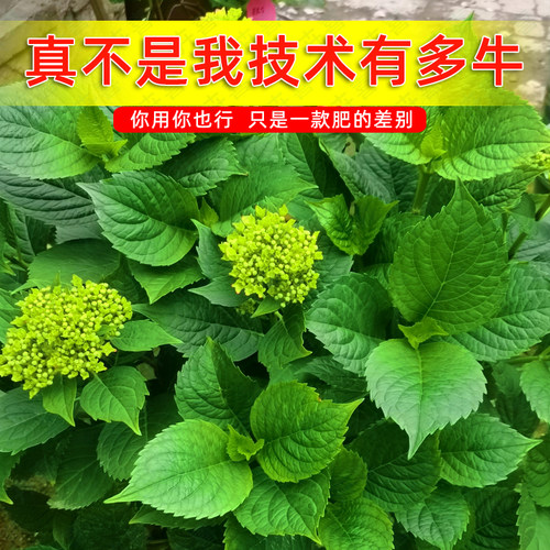 卉喜肉粉豆粕颗粒肥料