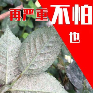 红白蜘蛛专用药杀虫剂花卉植物月季 草莓柑橘果树杀螨特效阳台专用