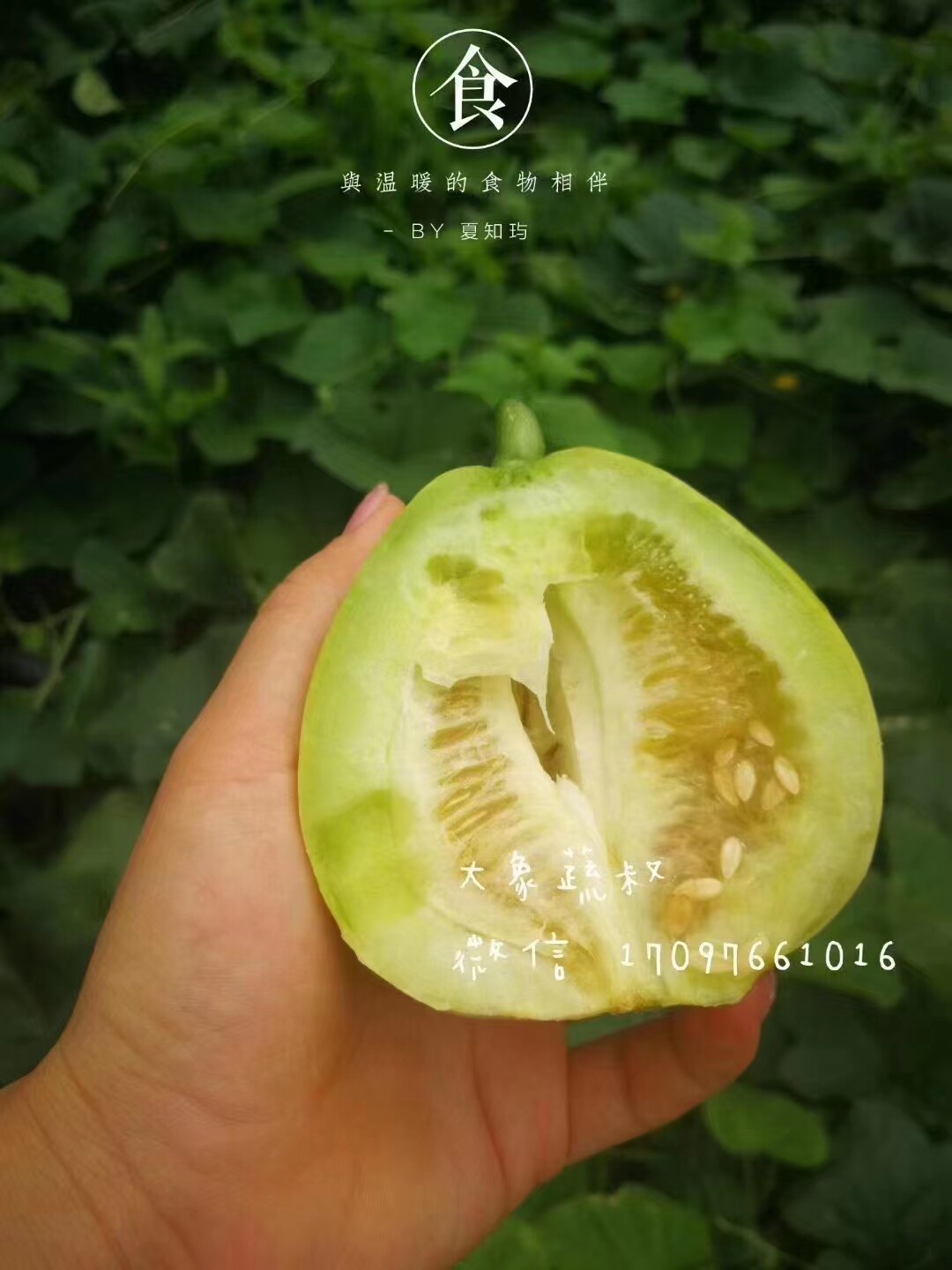 湖南攸县梨瓜农家自种甜宝香甜可口甜瓜绿色健康施用农家肥