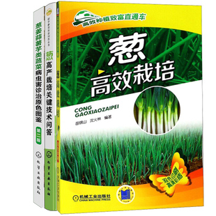 绿色蔬菜栽培 葱栽培 葱姜蒜薯芋类蔬菜种植技术参考指导书籍 葱姜蒜薯芋类蔬菜病虫害诊治原色图鉴 葱高产栽培关键技术问答