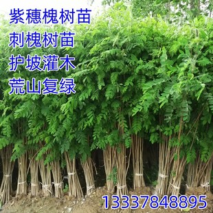 紫穗槐树苗防沙固沙护坡灌木国槐树苗刺槐树苗耐寒耐旱固土绿化苗