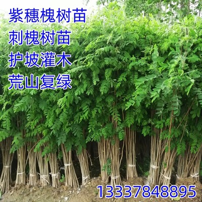 紫穗槐树苗防沙固沙护坡灌木国槐树苗刺槐树苗耐寒耐旱固土绿化苗