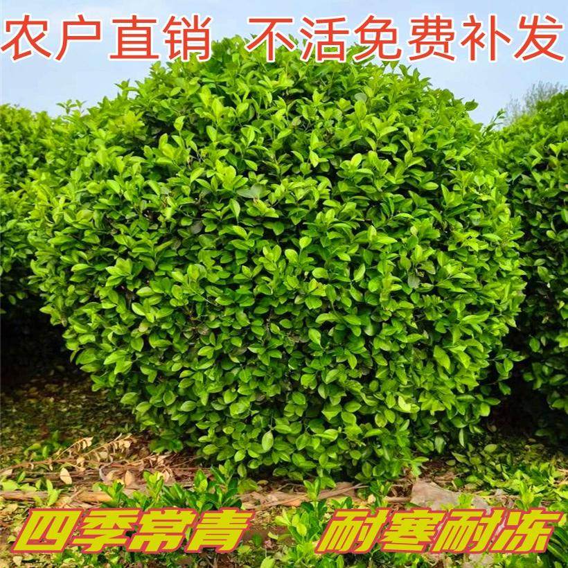 卫矛球树苗卫矛苗庭院别墅四季常青耐寒绿化苗卫矛冬青篱笆墙植物