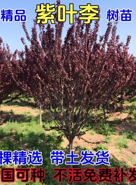 7-8-9-10公分粗紫叶李带土发货庭院绿化河边带花结果小区送货上门