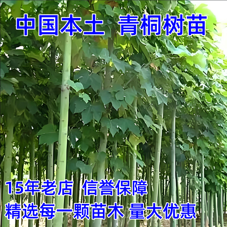 青桐树苗批发包成活送货上门