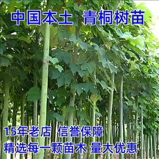 青桐树苗中国梧桐树苗庭院观赏行道绿化苗木风景观赏树耐寒易成活