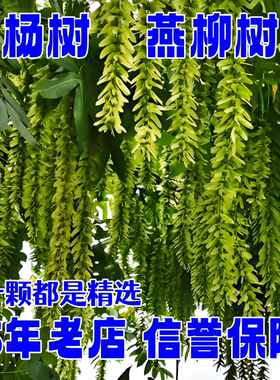 枫杨树苗燕子柳苗圃直供绿化