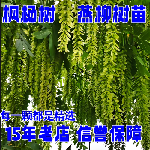 枫杨树苗燕子柳苗圃直供绿化