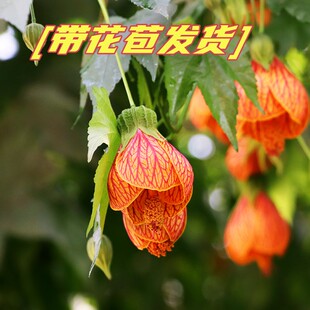 带花苞纹瓣木本悬风铃花灯笼花金花耐热抗寒好养四季爆盆宫灯花