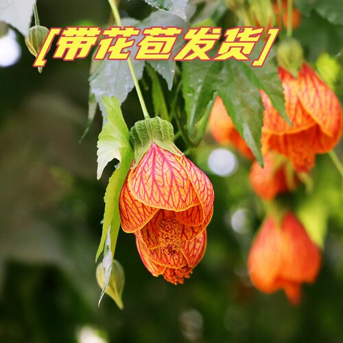 带花苞风铃花盆栽四季常青
