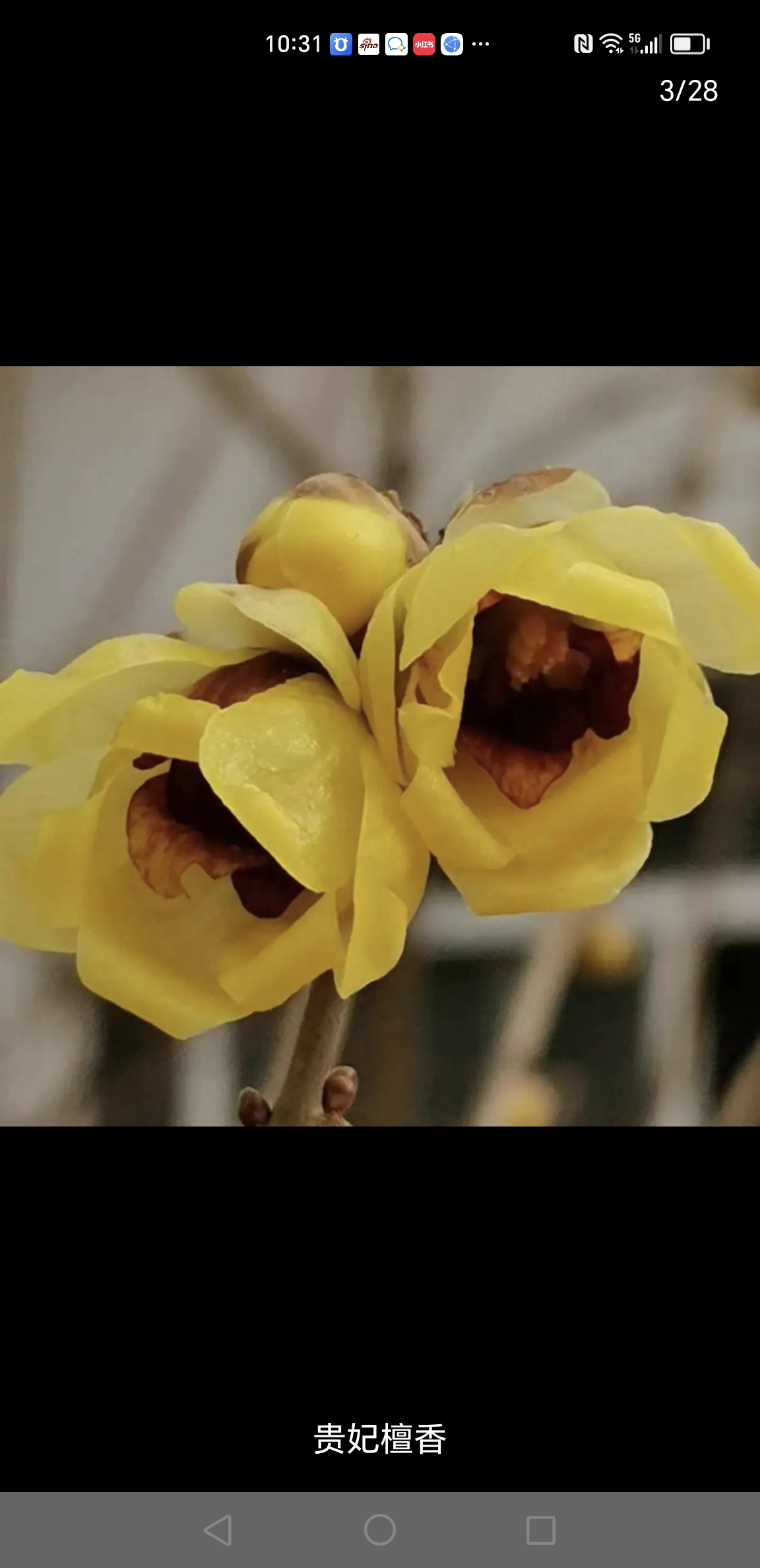 腊梅红香妃虎蹄檀香素心腊梅直播！30元以下不售后