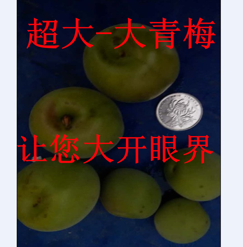 现摘 新鲜青梅梅子果子高山野生酸脆梅泡酒水果酵素散装不包邮