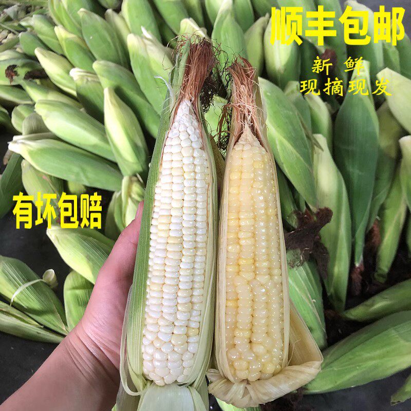 整箱顺丰包邮梅州特产当季新鲜现摘带皮白糯玉米非真空熟苞谷米棒