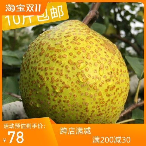 新鲜莱阳梨净重8斤 10 斤清香脆甜孕妇水果产地发货农户包邮