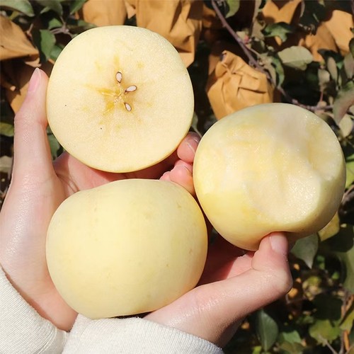 正宗烟台苹果奶油富士苹果新鲜应当季水果丑甜