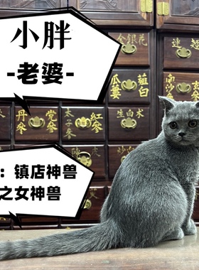 小胖老婆 小小胖 镇店神兽之女神兽
