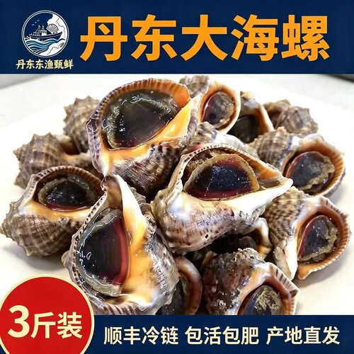 丹东大海螺鲜活无沙保活包邮
