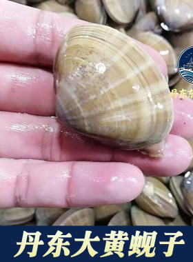 丹东东港特产鲜活大黄蚬子无沙特大文贝蛤蜊扇贝礼盒5斤顺丰包邮