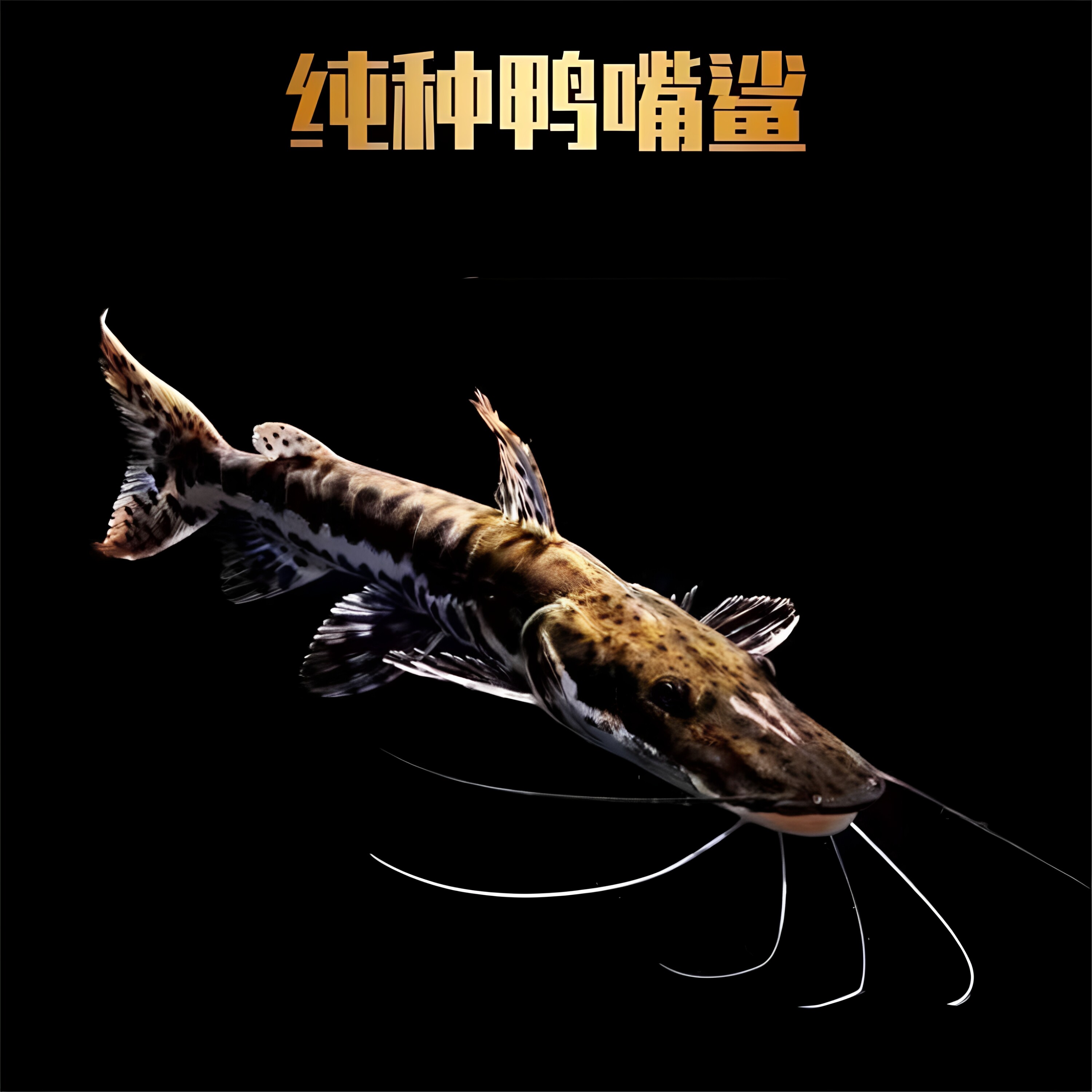 纯种鸭嘴鲨鱼耐活观赏活体