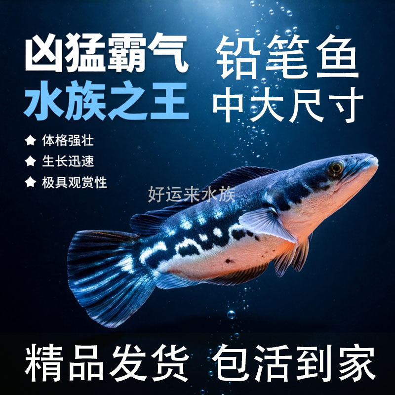 大铅笔鱼12-12公分包活