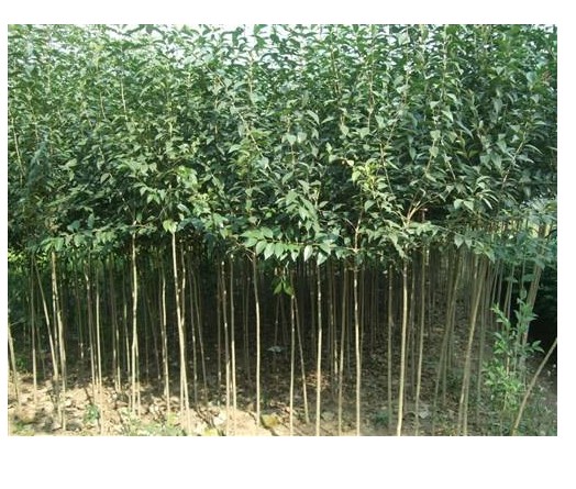 大叶女贞园林造景花坛行道树路边四季常青不落叶植物