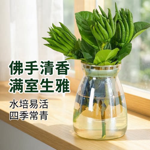 水培带枝条佛手鲜果金佛手柑可水养室内清供摆件闻香观赏佛手果