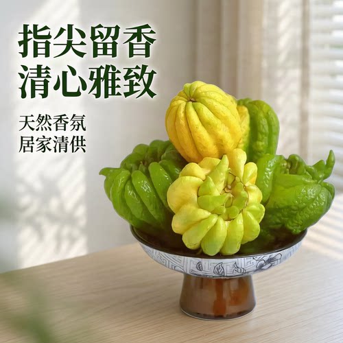 精品拳头果佛手新鲜佛手果金佛手把玩果清供闻香观赏佛手柑整果