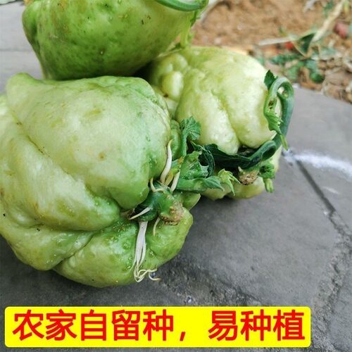 佛手瓜发芽老瓜丰收瓜洋瓜手瓜土耳瓜爬藤瓜可食茎叶佛手瓜新鲜
