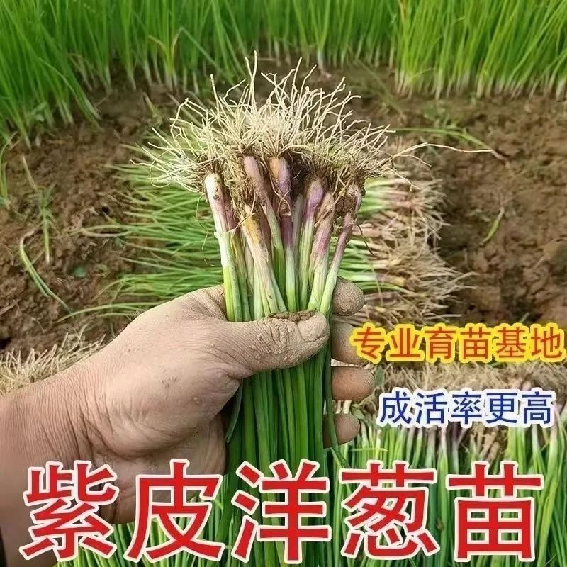 洋葱秧苗高产紫皮红皮洋葱圆葱基地直发山东水果洋葱苗种子苗