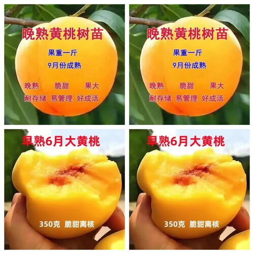 正宗嫁接锦绣黄桃、黄金桃冬桃果树苗庭院盆栽南方北方种植桃树苗