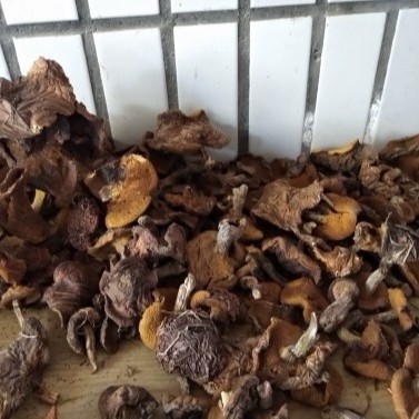 东北松蘑黄粘团子特产野生松蘑菇
