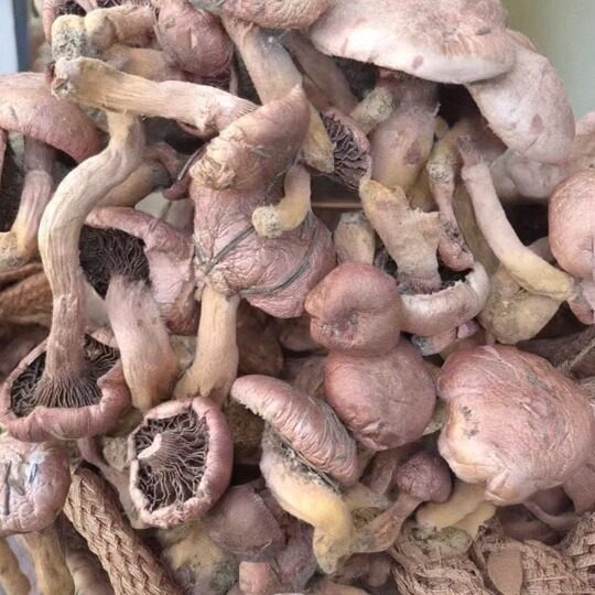 东北野生红蘑菇朝阳特产血红铆钉菇松树伞干货鸡血蘑菇肉蘑红松伞,粮油调味/速食/干货/烘焙,香菇类,淘宝优惠券,粉丝福利购,淘宝优惠卷