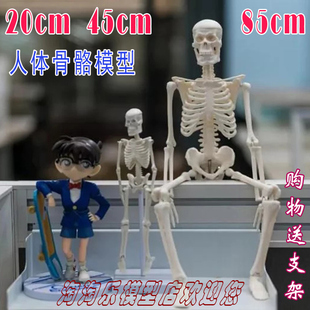 人体骨骼20cm模型45全骨色85可拆卸医用教学瑜伽健身玩具骷髅骨架